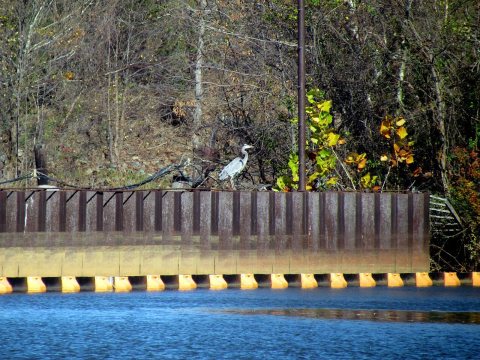 Blue Heron Coal Ash Power Discharge Canal Dutch Gap Conservation Area Chester VA 8709