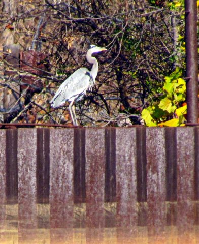 Blue Heron Coal Ash Power Discharge Canal Dutch Gap Conservation Area Chester VA 8710