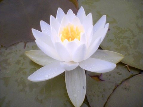 Water lilly flower