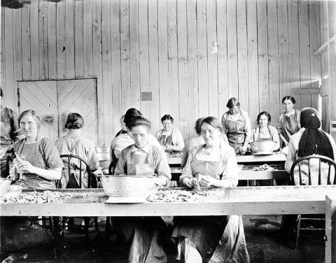 Women at the Pioneer Packing Company Works cleaning clams, Copalis, Washington, 1915