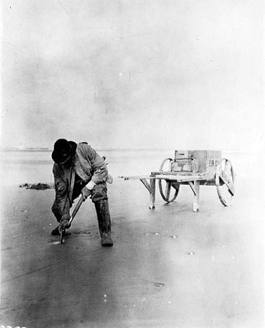 Digging razor clams on the beach near Copalis, Washington, 1915