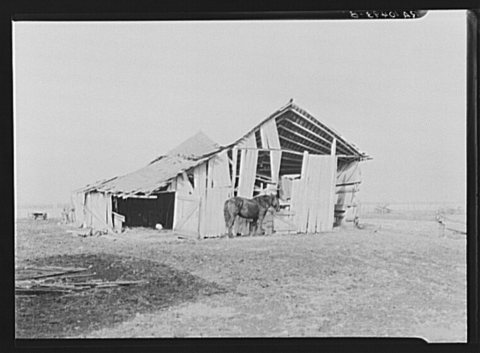 Barn and only horse on C.V. Hibbs' eighty-acre farm near Boswell, Benton County, Indiana. This farm is owner-operated, …