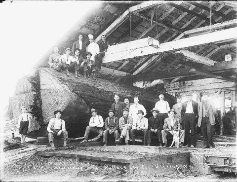 Fir log at the Wallace Lumber Co. mill, Startup, ca. 1911