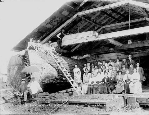 Fir log at the Wallace Lumber Co. mill, Startup, ca. 1911
