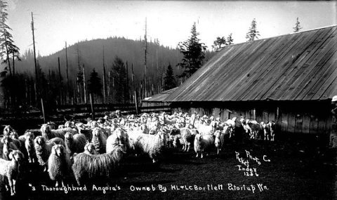 Angora goats, Startup, 1911