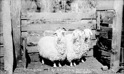Angora goats, Startup, 1911