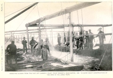 FMIB 32579 Removing Salmon from Trap Net off Cannery Point Point Roberts, Washington, 1895