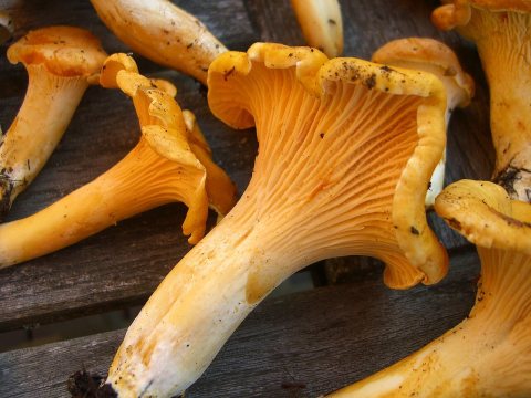Cantharellus formosus 174975