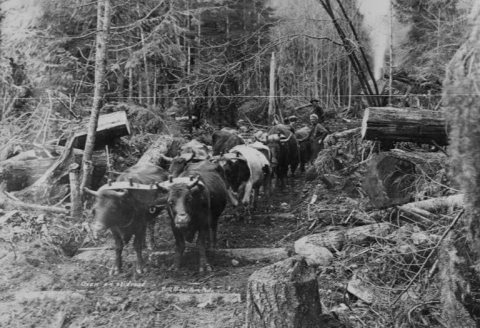 Logging scenes on skid road, Quilcene, Washington, 1898-1909