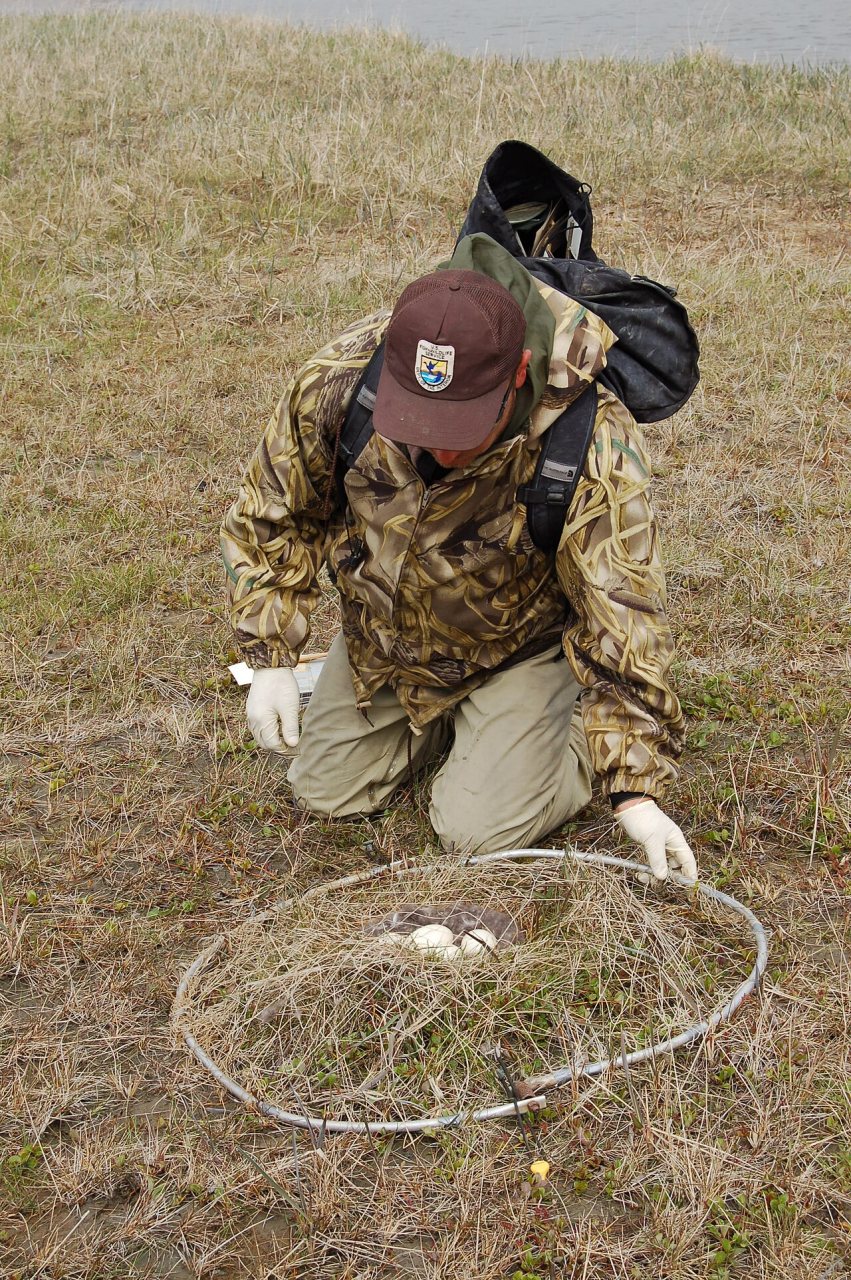 Avian influenza sampling near