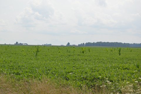 Maize in soybean field, Monroe Township