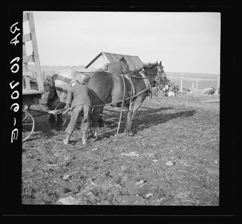 Tip Estes hitching horses to a wagon. Near Fowler, Indiana