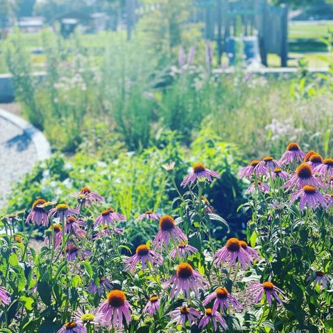 Covingtonnativegardens