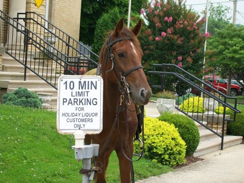 A horse tied to a 10 minute parking sign at the battle of Corydon reenactment