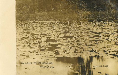 Pond Lillies on the Kankakee River, circa 1910