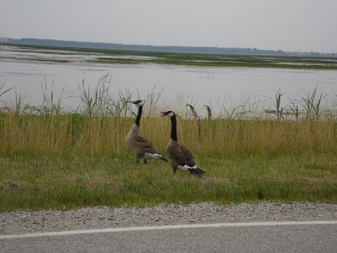 Goose Pond Fish and Wildlife Area