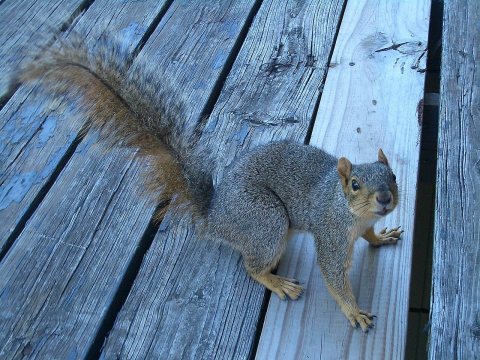 C4272-An-inquisitive-squirrel