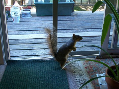 C4268-An-inquisitive-squirrel