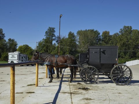 Amish buggies, "parked" in spaces reserved for horses and buggies in a grocery-store lot