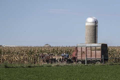 Harvest time on an Amish farm near Middlebury in Elkhart County, Indiana