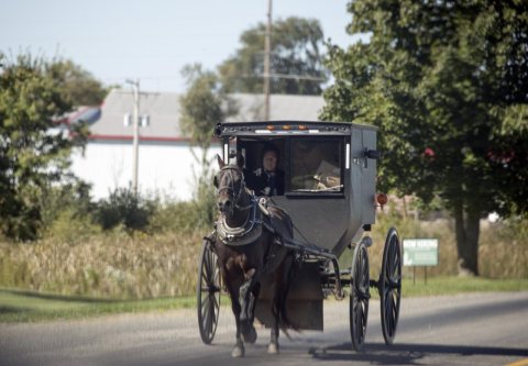 An Amish woman guides her horse and buggy near Middlebury in Elkhart County, Indiana