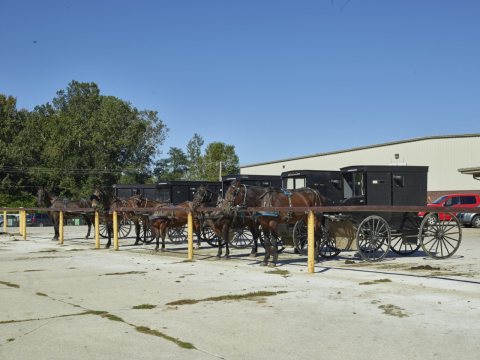 Amish buggies, "parked" in spaces reserved for horses and buggies in a grocery-store lot