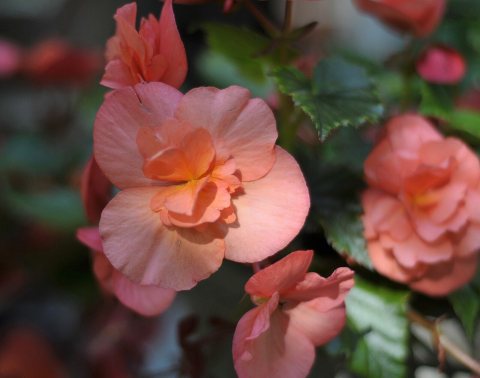 Dont know the name