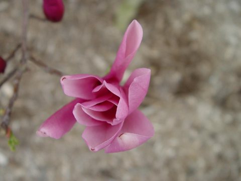 Macro Play