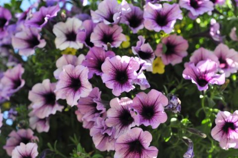 Carmel - Hanging Flowers