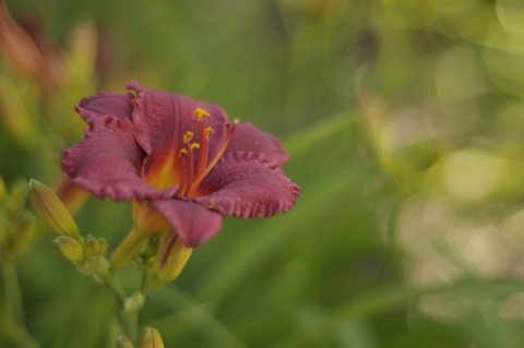 Hemerocallis