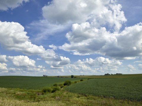 Lush soybean field on Dean and Julie Folkmann's hog farm in Benton County, near Newhall, Iowa