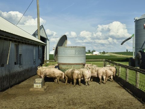 Sows chow down at Dean and Julie Folkmann's hog farm in Benton County, near Newhall, Iowa