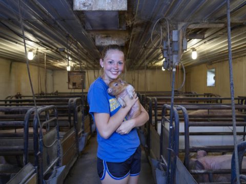 Daughter Katie cradles a piglet in the farrowing (birthing) shed at Dean and Julie Folkmann's hog farm in Benton County…