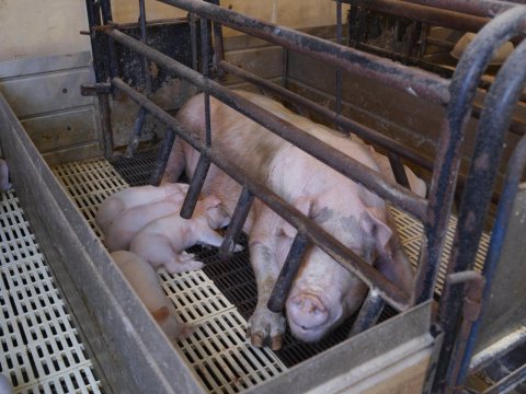 Piglets suckle in the farrowing (birthing) shed at Dean and Julie Folkmann's hog farm in Benton County, near Newhall, I…