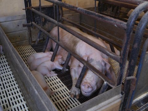 Piglets suckle in the farrowing (birthing) shed at Dean and Julie Folkmann's hog farm in Benton County, near Newhall, I…