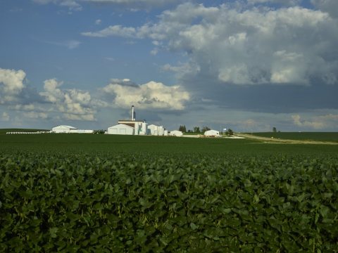 Lush soybean field on Dean and Julie Folkmann's hog farm in Benton County, near Newhall, Iowa