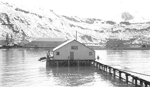 Columbia River Packing Association cannery, Chignik, ca. 1912