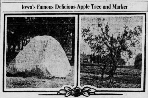 Winterset City Park Red Delicious Apple Boulder and Original Tree
