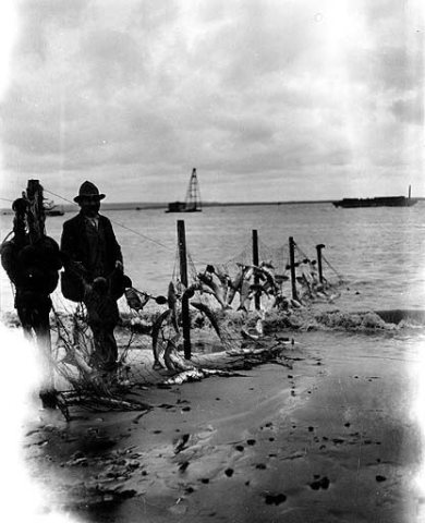 Hauling in salmon from Eskimo fish trap, Egegik, Alaska, 1917