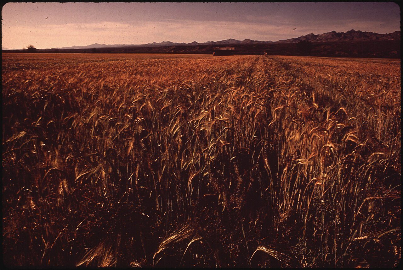 CORNFIELD AND BARN