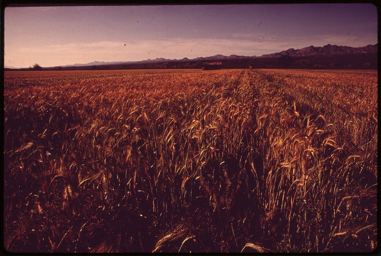 FARM NEAR THATCHER. (FROM THE SITES EXHIBITION. FOR OTHER IMAGES IN THIS ASSIGNMENT, SEE FICHE NUMBERS 26, 27.)