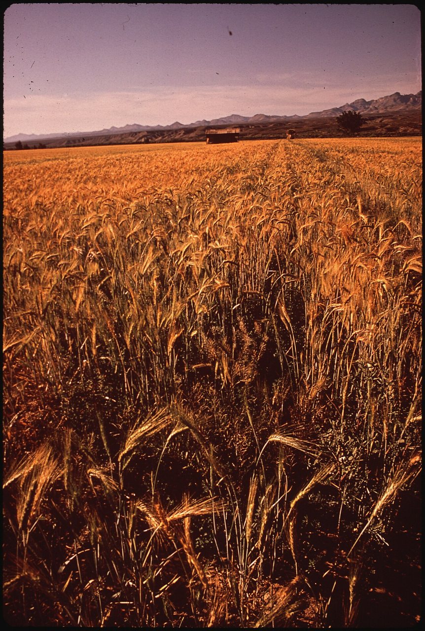 CORNFIELD AND BARN