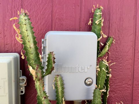 The Cacti Are Taking Over