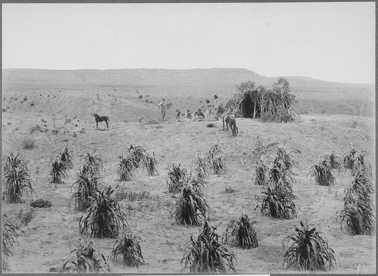 Navajo hogan and cornfield near