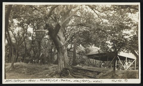 Kit - Carson - Tree - Riverside - Park - Halstead - Kans