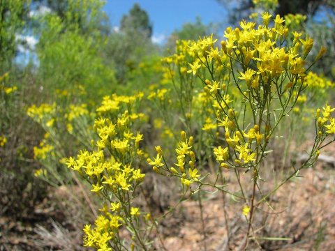Payson Flowers