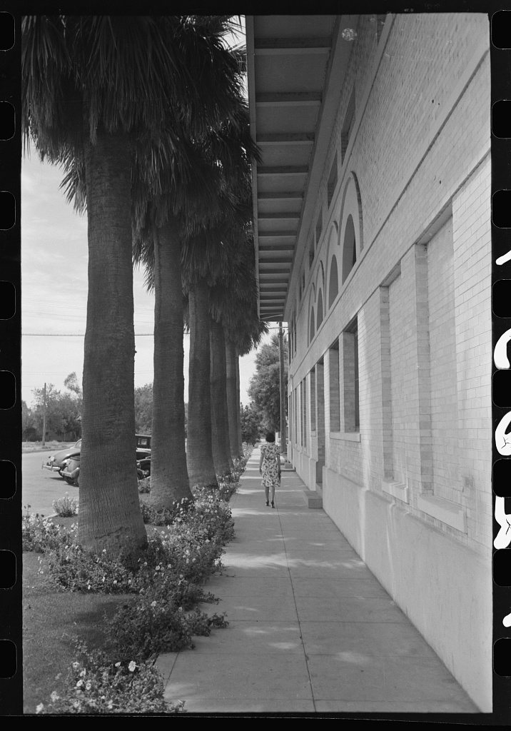 Palm-lined sidewalk at Tempe, Arizona. Irrigation combined with tropical heat produces a luxuriant growth in this secti…
