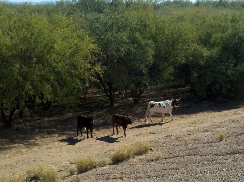 Cows on the Upstream Side of Powerline FRS