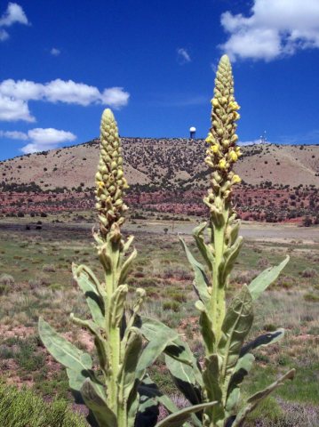 Arizona Wild Flowers - panoramio - Zzyzx (1)