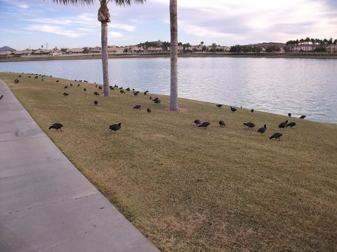 Duckies